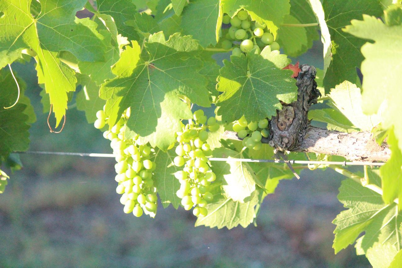 The Carriages Boutique Hotel And Vineyard Поколбин Екстериор снимка